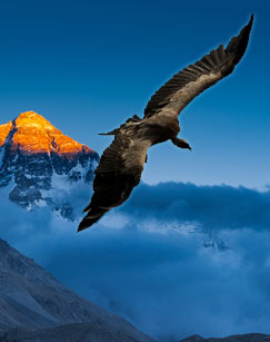 喜马拉雅高山兀鹫》